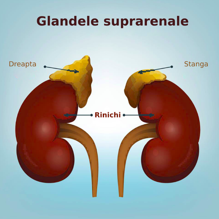 Protocol oboseala suprarenală