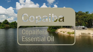Despre copaiba