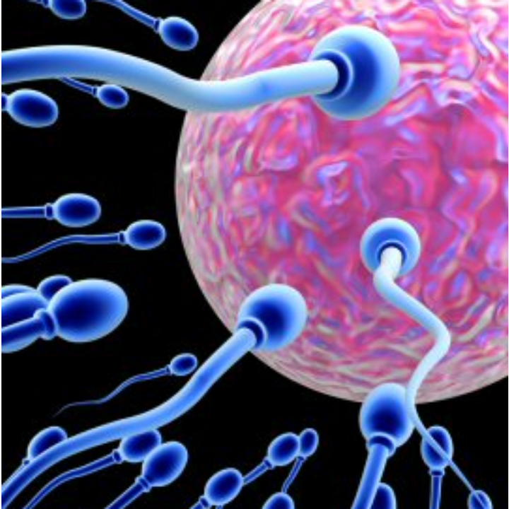 Fertilitate