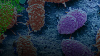 The Invisible Extinction